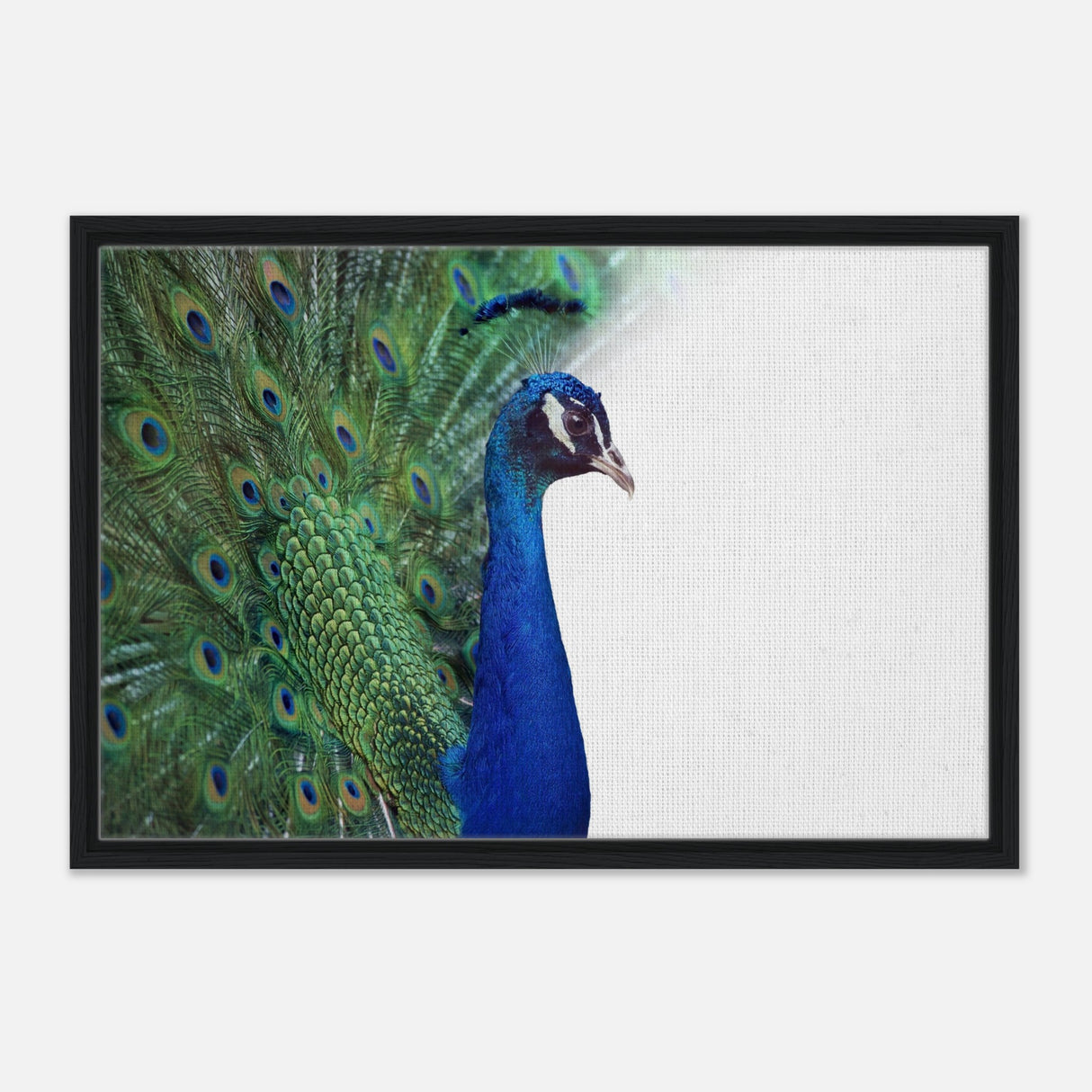  animal kingdom wall art print collection peacock