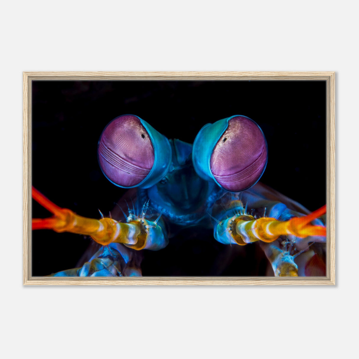 da vinci animal kingdom art wall art print eyes of peacock mantis shrimpWood Prints