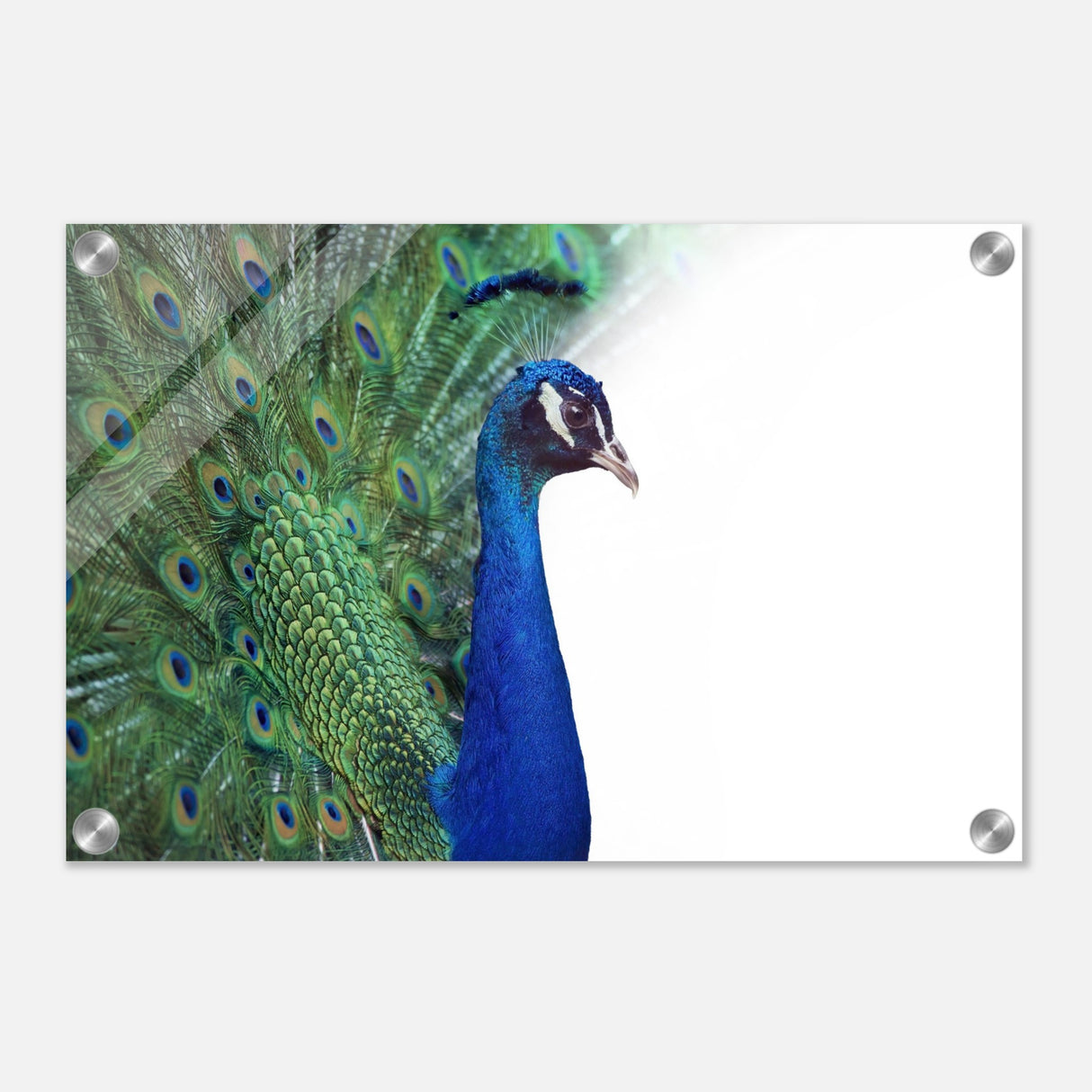  animal kingdom wall art print collection peacock