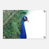  animal kingdom wall art print collection peacock