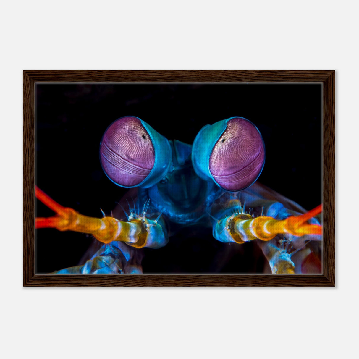 da vinci animal kingdom art wall art print eyes of peacock mantis shrimpWood Prints