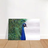  animal kingdom wall art print collection peacock