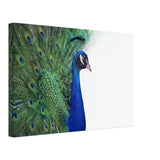  animal kingdom wall art print collection peacock