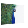  animal kingdom wall art print collection peacock