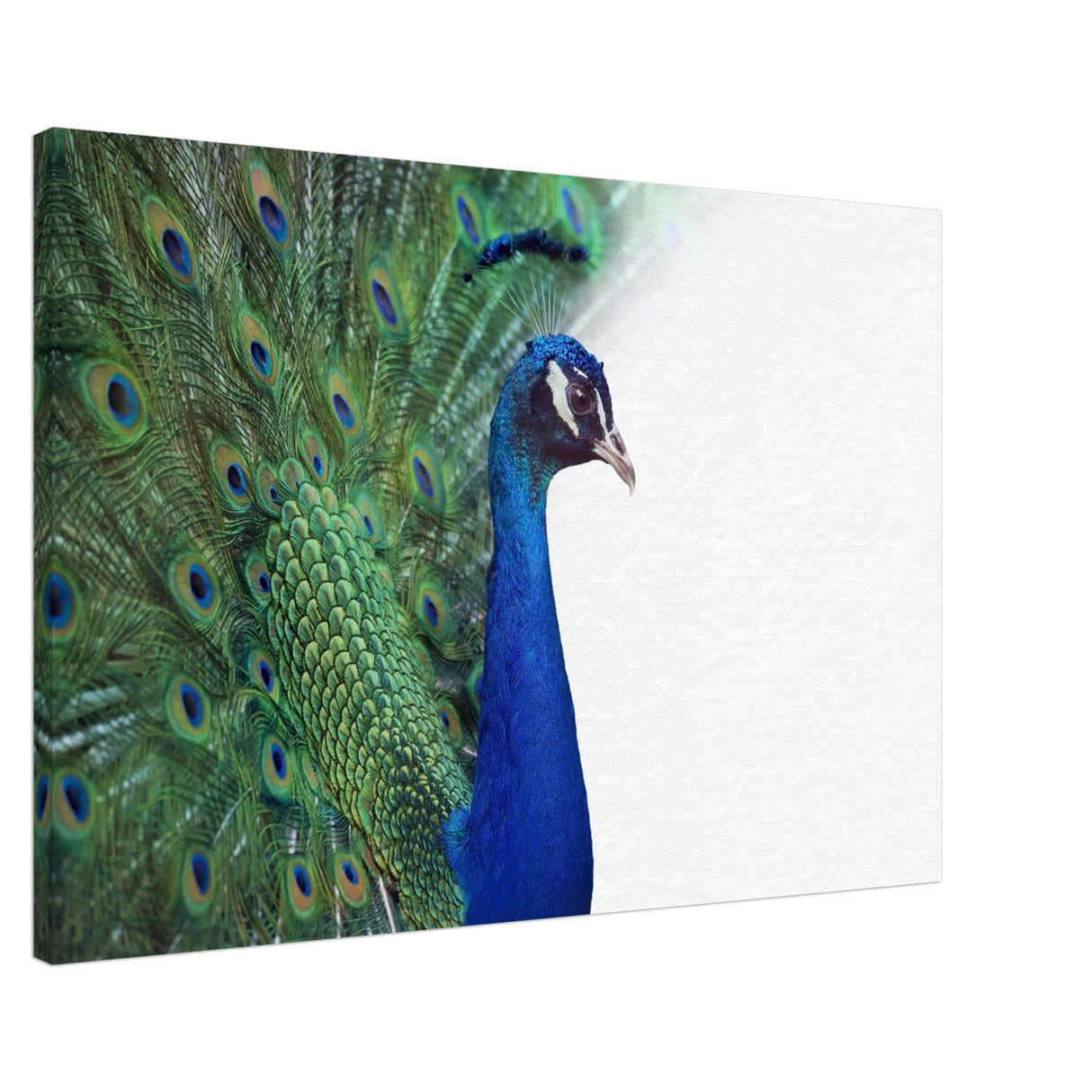  animal kingdom wall art print collection peacock