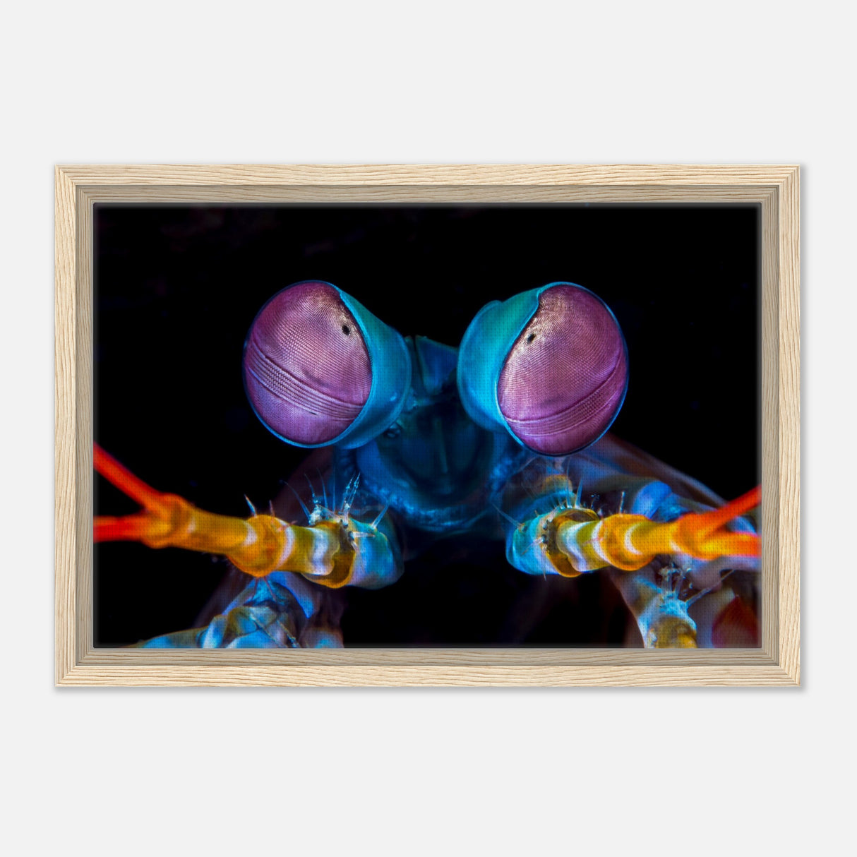 da vinci animal kingdom art wall art print eyes of peacock mantis shrimpCanvas