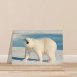 animal kingdom wall art print collection polar bear