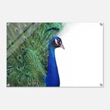  animal kingdom wall art print collection peacock