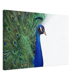  animal kingdom wall art print collection peacock