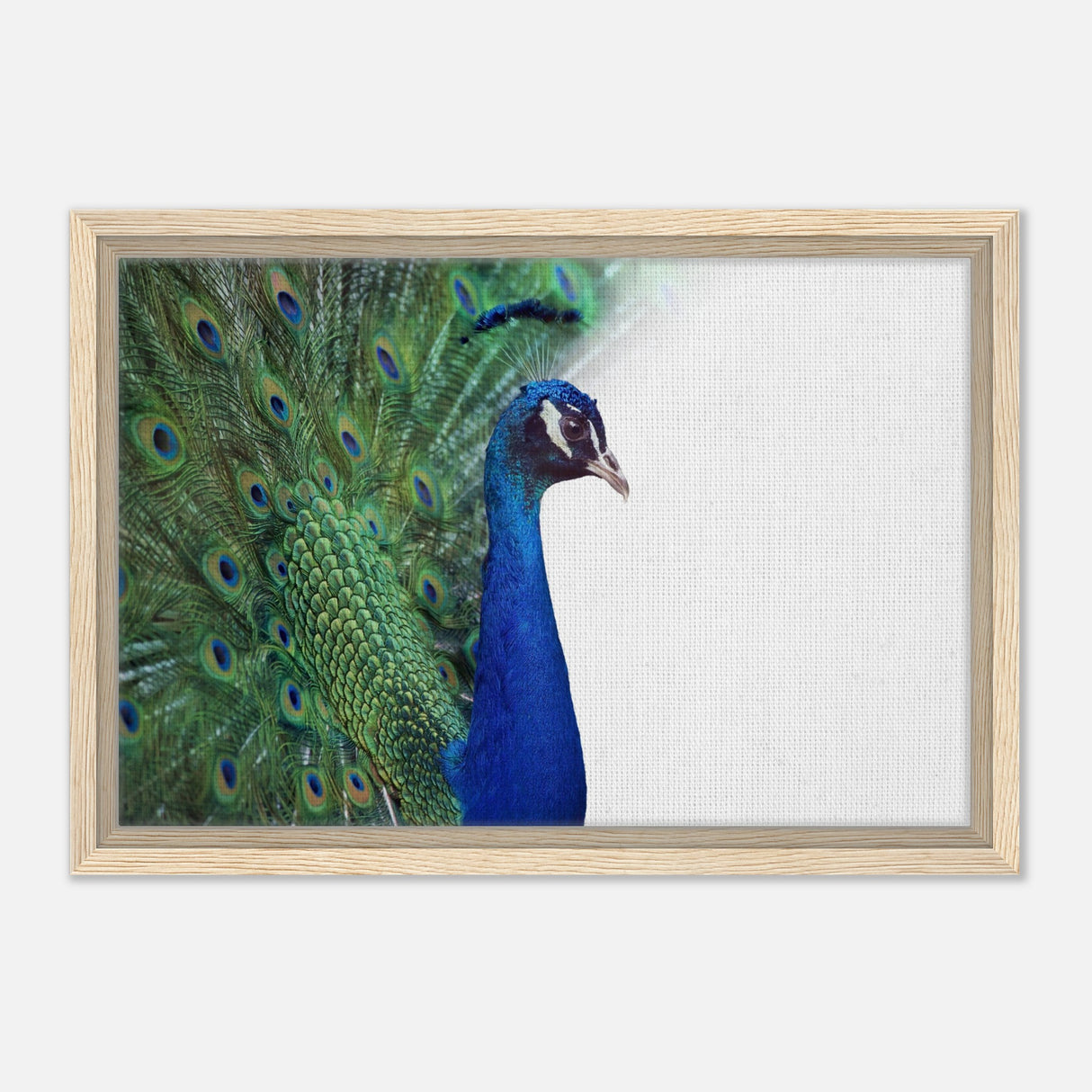  animal kingdom wall art print collection peacock