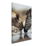  nature wall art wild life prints lion zebra