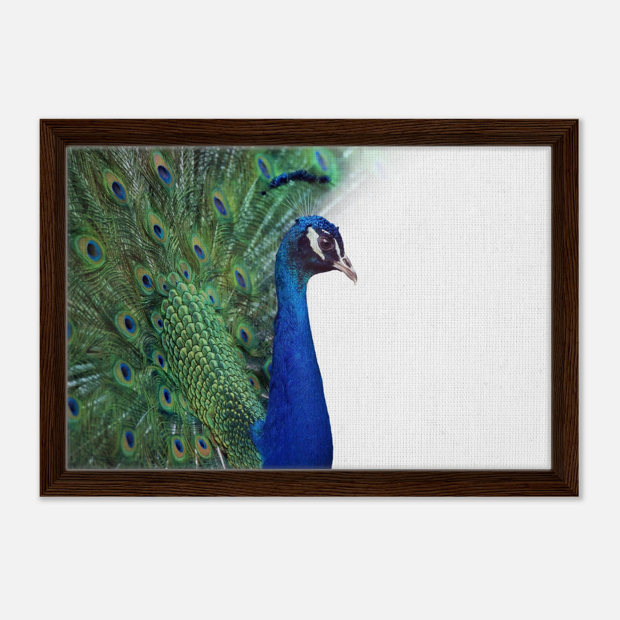  animal kingdom wall art print collection peacock