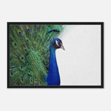  animal kingdom wall art print collection peacock