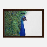  animal kingdom wall art print collection peacock