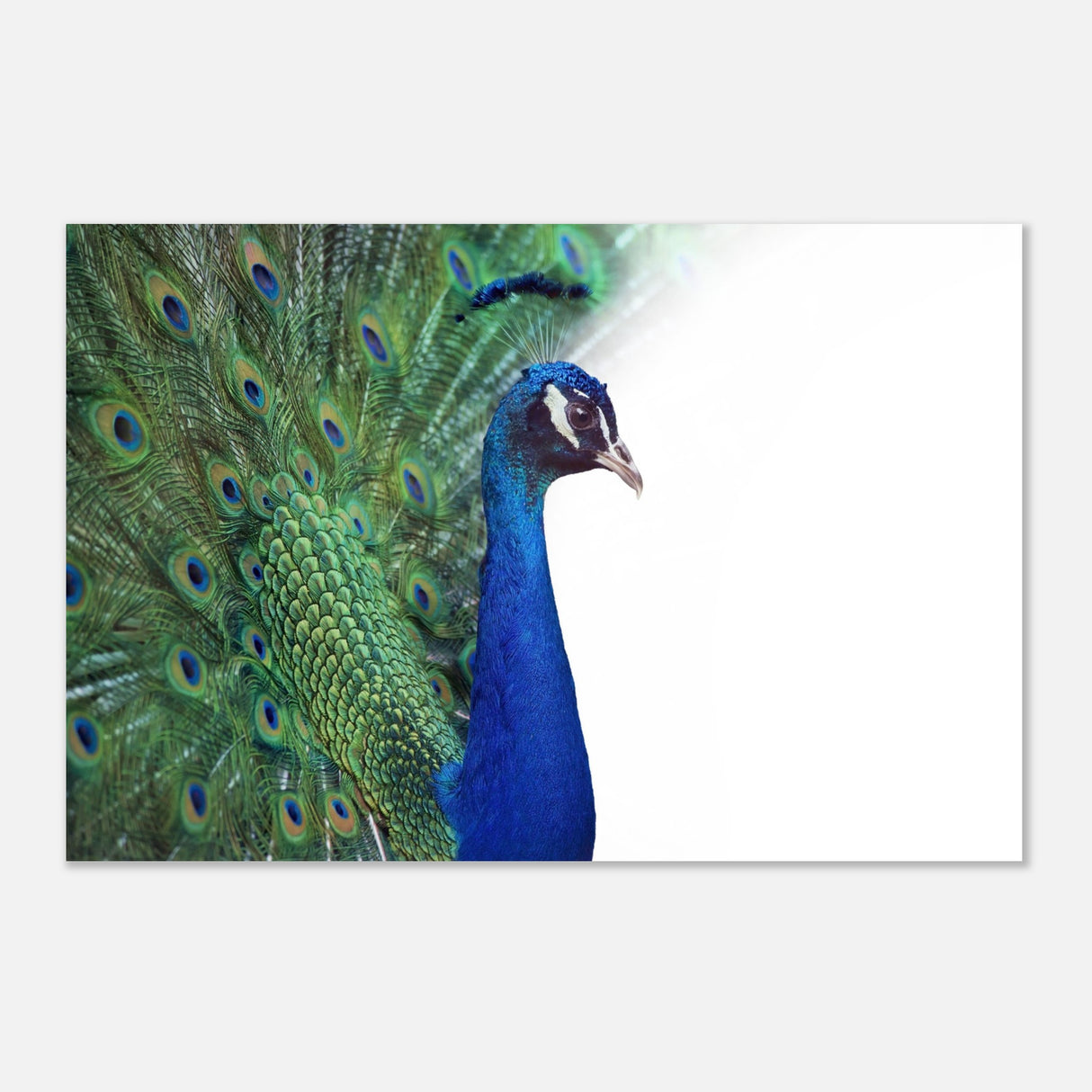  animal kingdom wall art print collection peacock