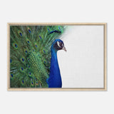  animal kingdom wall art print collection peacock