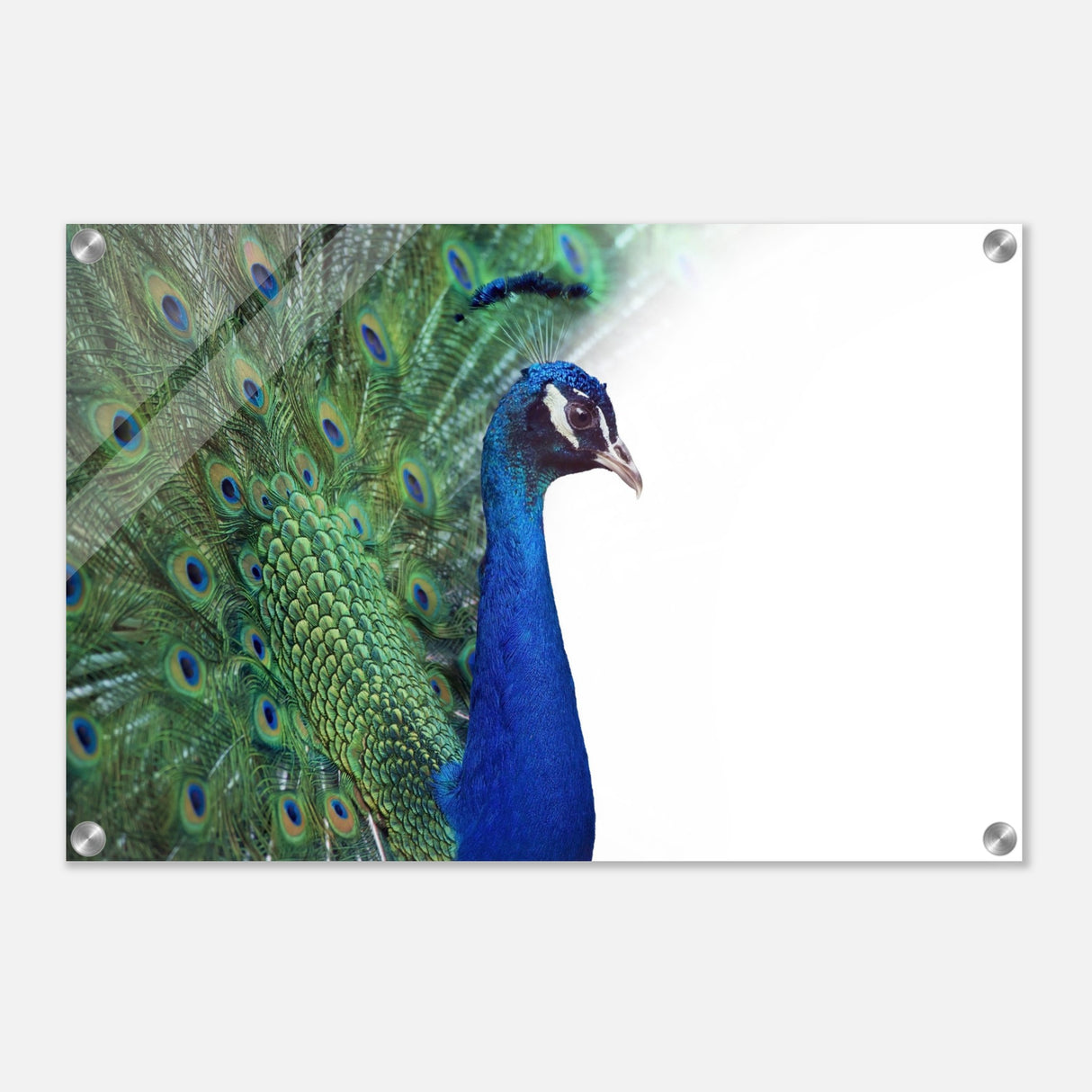  animal kingdom wall art print collection peacock