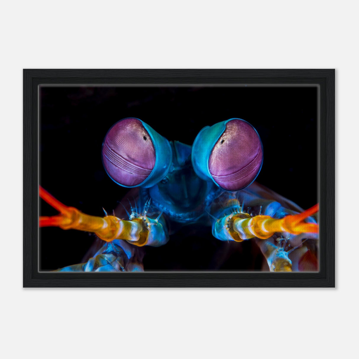 da vinci animal kingdom art wall art print eyes of peacock mantis shrimpFramed Canvas