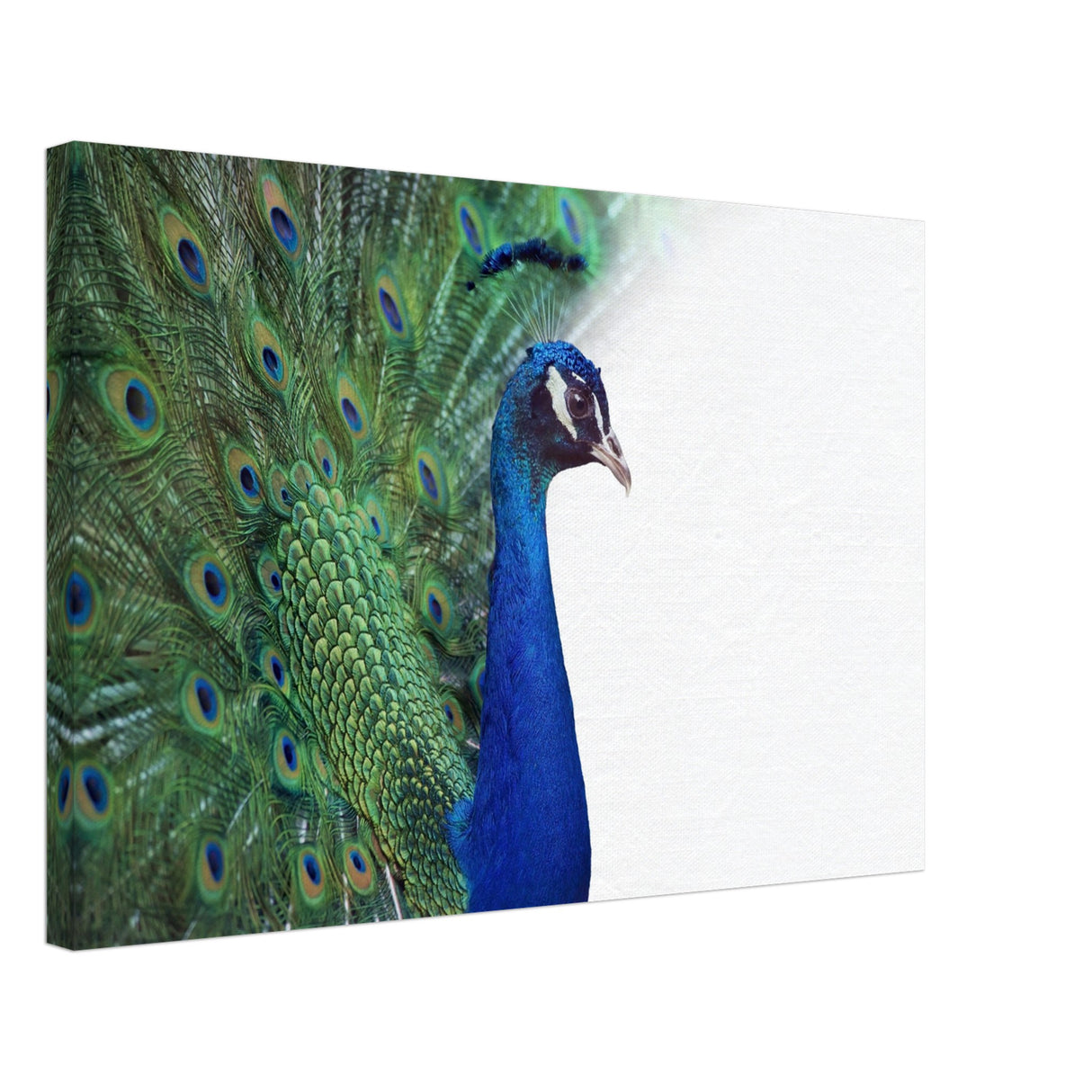  animal kingdom wall art print collection peacock