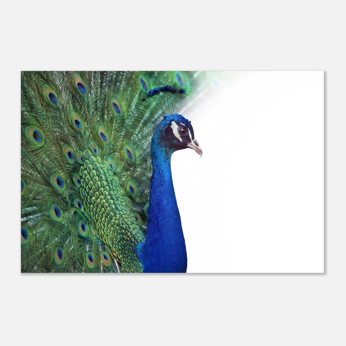  animal kingdom wall art print collection peacock