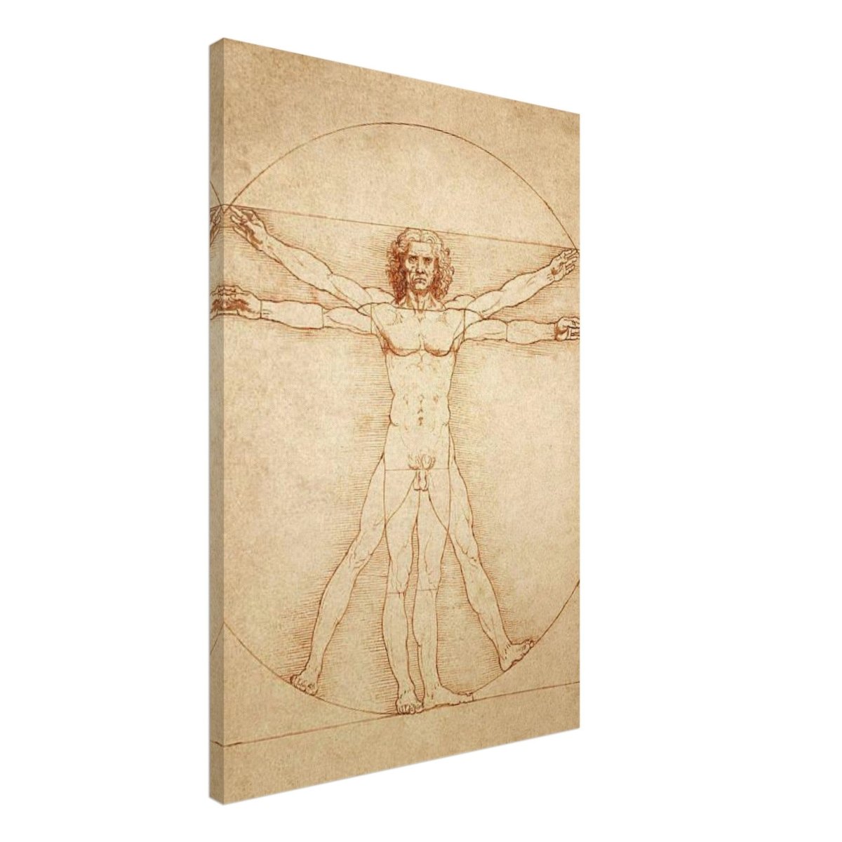 Vitruvian Man | L'uomo vitruviano by Leonardo da Vinci 1490 - Canvas - 50x75 cm / 20x30″ - 