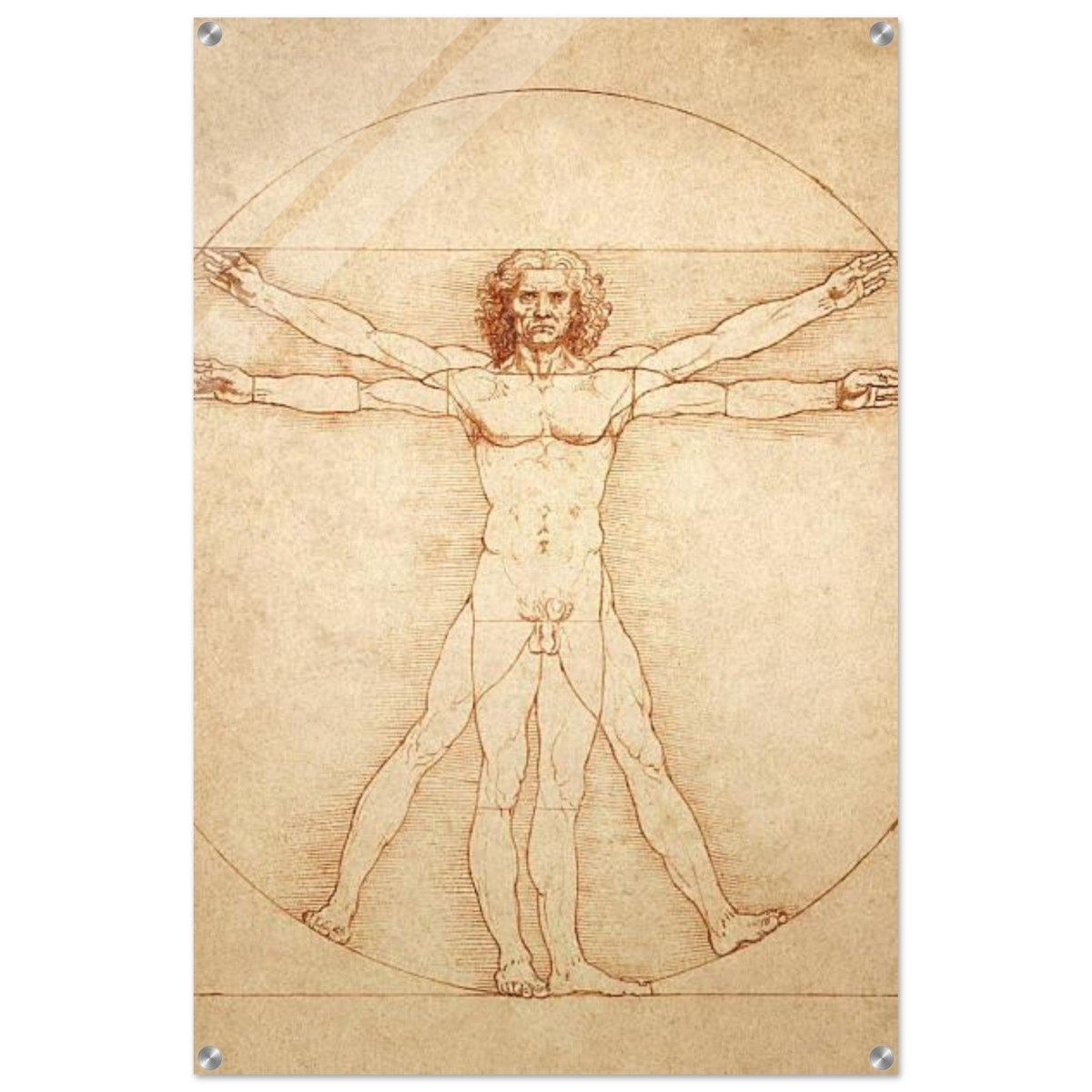 Vitruvian Man | L'uomo vitruviano by Leonardo da Vinci 1490 - Acrylic Print - 60x90 cm / 24x36″ - 