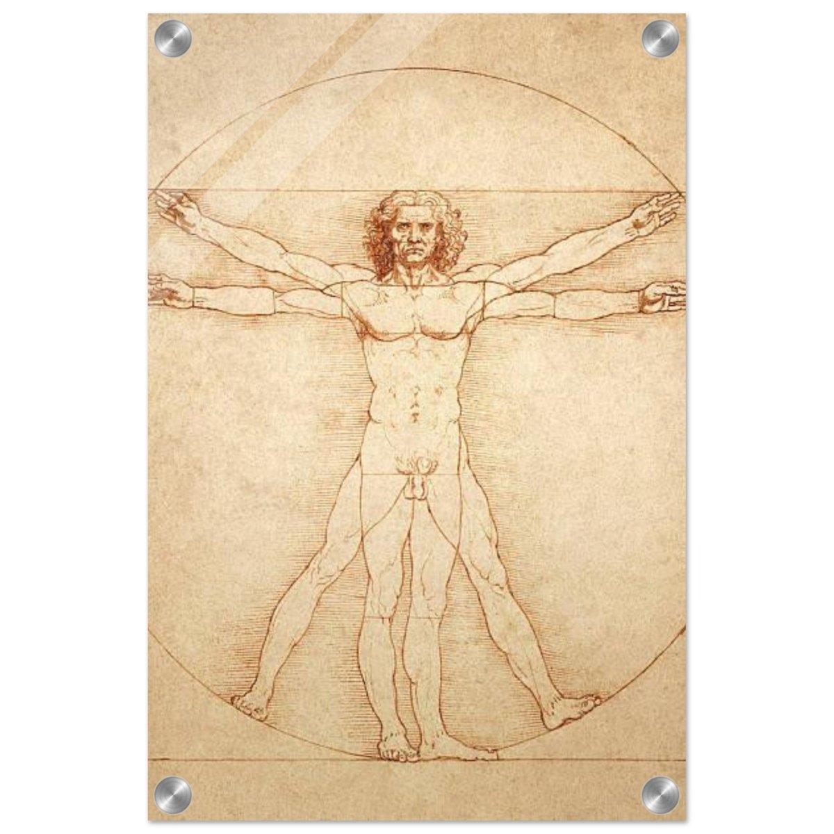 Vitruvian Man | L'uomo vitruviano by Leonardo da Vinci 1490 - Acrylic Print - 30x45 cm / 12x18″ - 