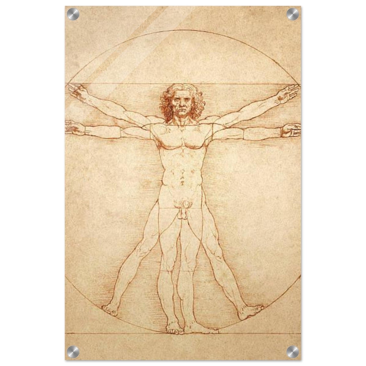 Vitruvian Man | L'uomo vitruviano by Leonardo da Vinci 1490 - Acrylic Print - 40x60 cm / 16x24″ - 