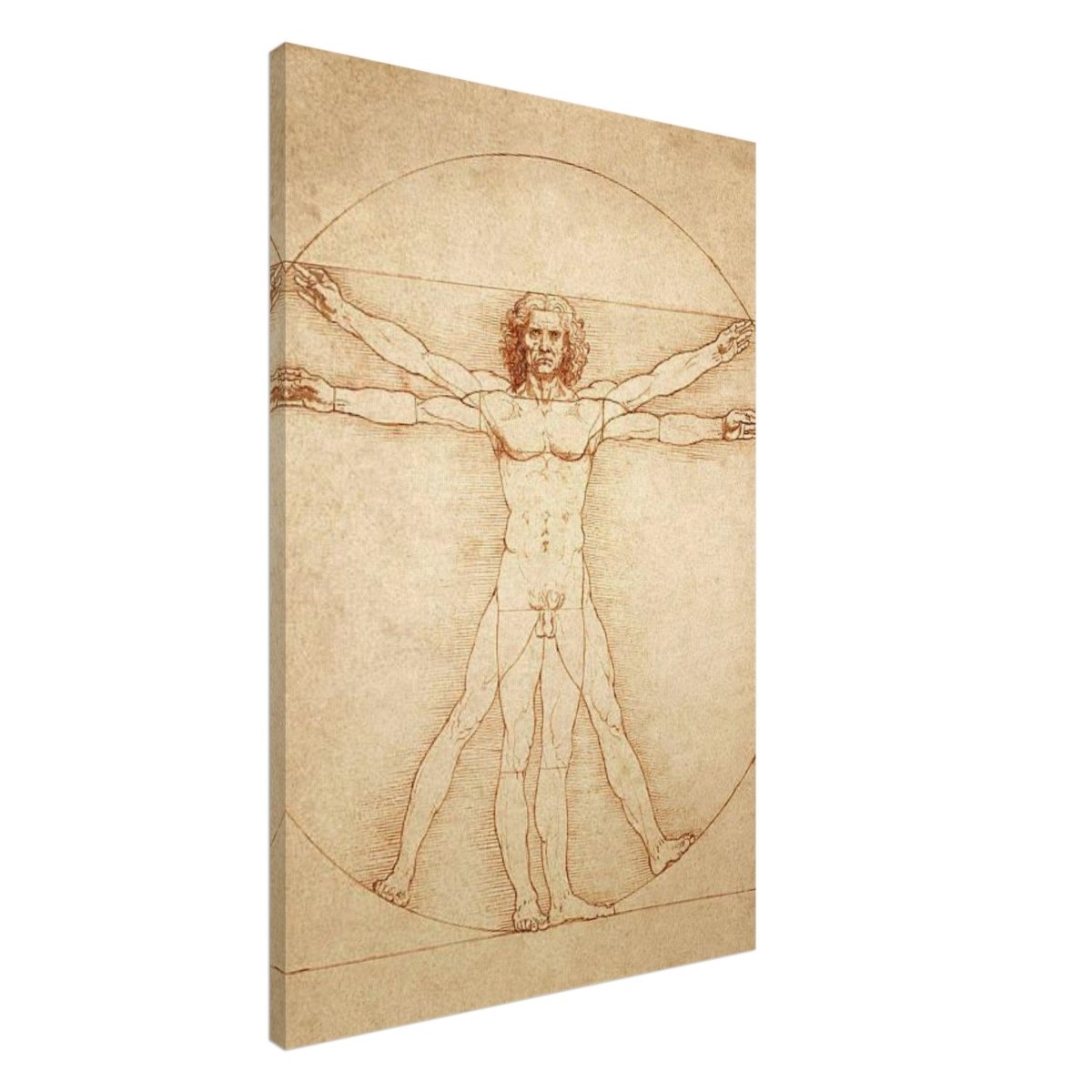 Vitruvian Man | L'uomo vitruviano by Leonardo da Vinci 1490 - Canvas - 60x90 cm / 24x36″ - 