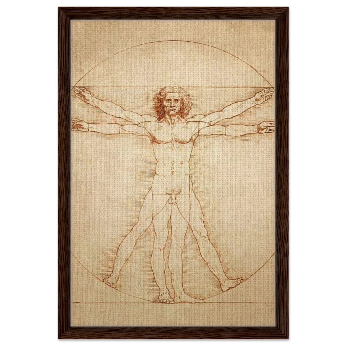 Vitruvian Man | L'uomo vitruviano by Leonardo da Vinci 1490 - Framed Canvas - 40x60 cm / 16x24″ - Dark wood frame