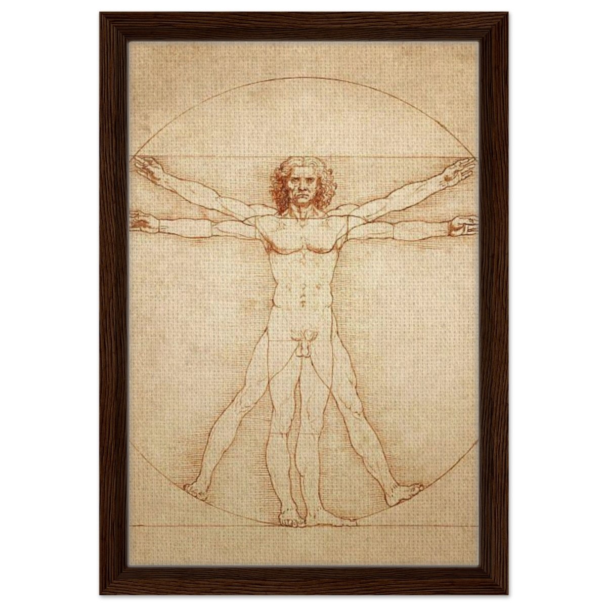 Vitruvian Man | L'uomo vitruviano by Leonardo da Vinci 1490 - Framed Canvas - 30x45 cm / 12x18″ - Dark wood frame