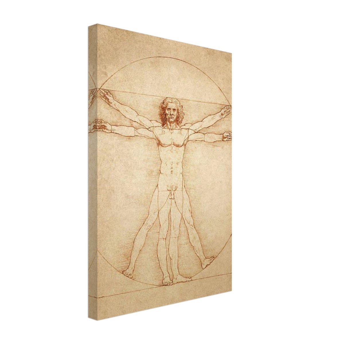 Vitruvian Man | L'uomo vitruviano by Leonardo da Vinci 1490 - Canvas - 30x45 cm / 12x18″ - 