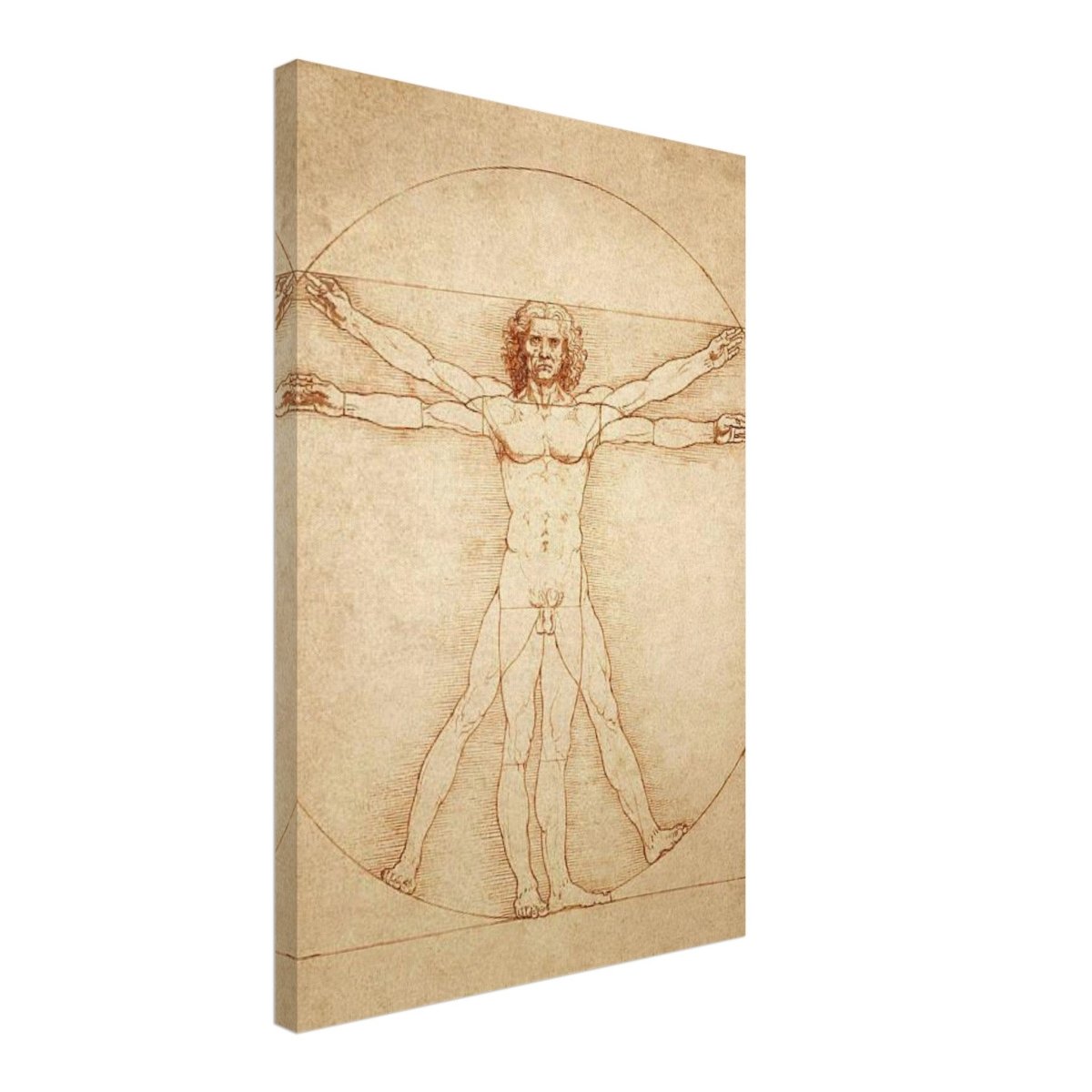 Vitruvian Man | L'uomo vitruviano by Leonardo da Vinci 1490 - Canvas - 40x60 cm / 16x24″ - 